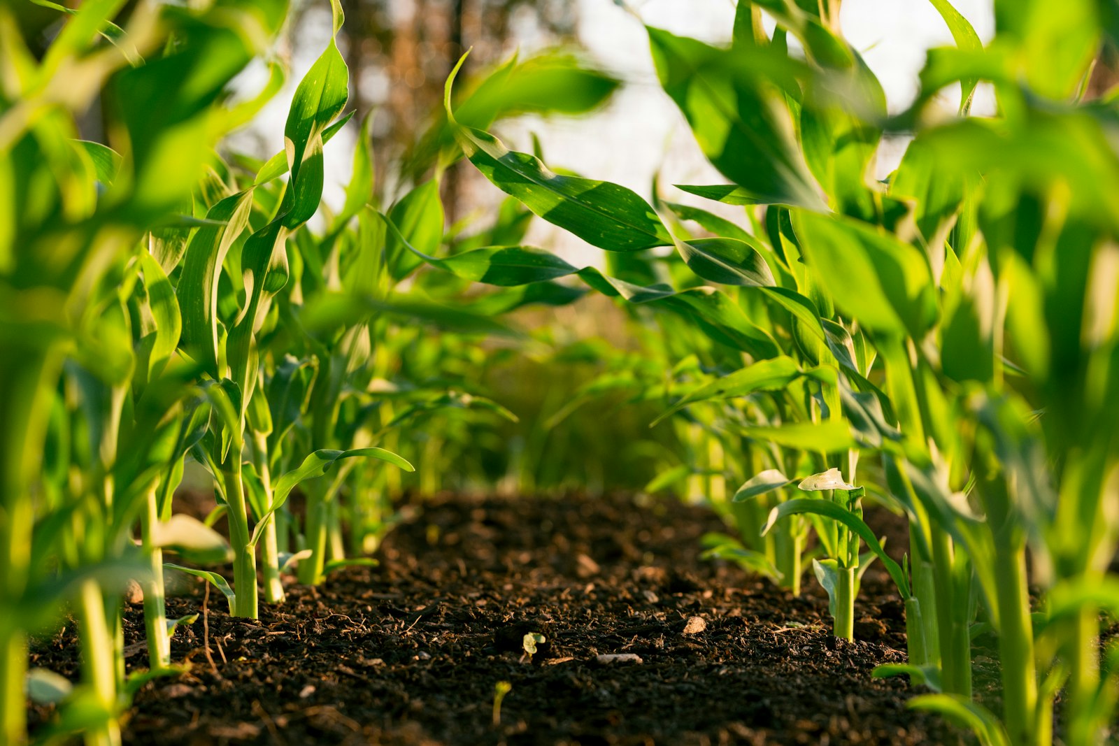 Anaerobic Digestion: Converting Organic Waste to Energy